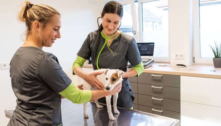 Vorschau von Tierärztin Sabrina Hendel