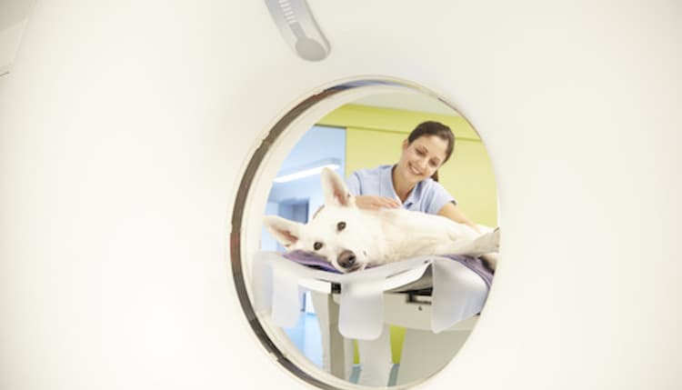 Vorschau von Tierklinik Kellerwessel in Köln - Tierärztliche Klinik mit 24h Notdienst
