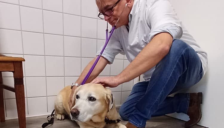 Vorschau von Dr.med.vet. Klaus Eckert Tierarzt