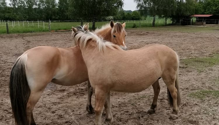 Vorschau von Breiling Frank