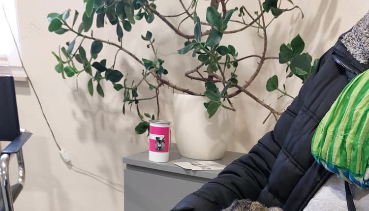 Vorschau von Dr.med.vet. Volker Steffen Tierarzt