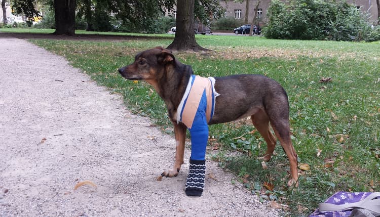Vorschau von Tierärzte Steglitz